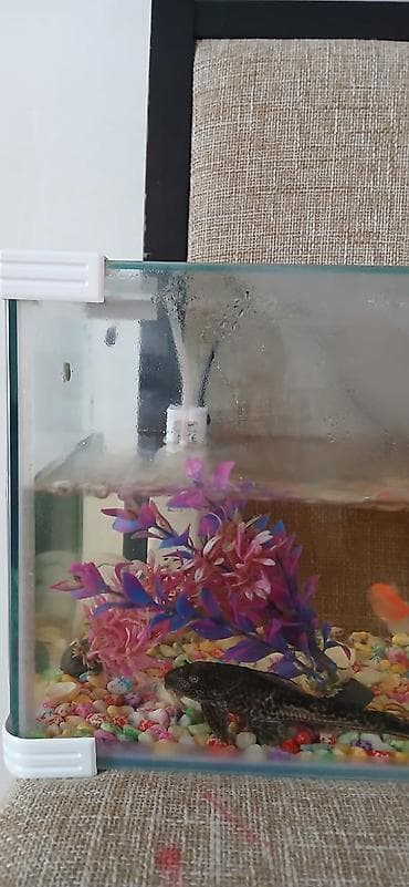 ağ balıq: Şüşə akvarium komplekti – balıqlar və aksesuarlarla - Ölçü: təxminən — 3