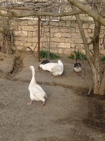 Digər heyvanlar: Dişi, Ətlik, Ünvandan götürmə — 5