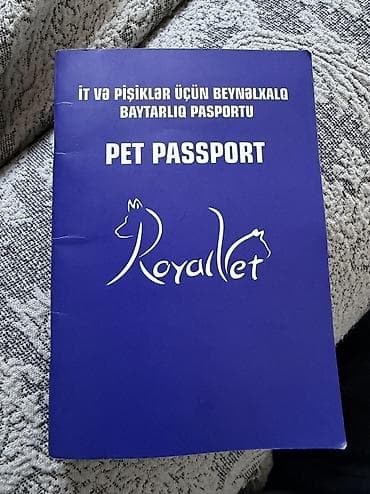 itl: Heyvanın tipi, dog Cinsi border collie 2 aylıq baladır anasının — 5