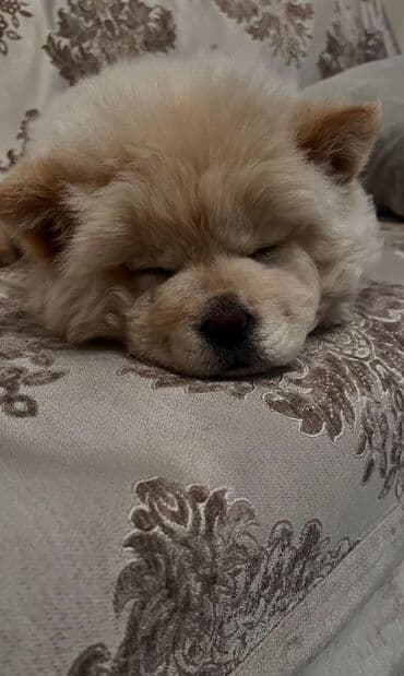 pitbull iti satilir: Çau-Çau, 2 ay, Erkek, Peyvəndli, Ünvandan götürmə, Pulsuz çatdırılma, Ödənişli çatdırılma — 2