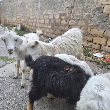 lal ordek satilir: Cins: Yerli dağatəyi keçi Təsvir: - Ailəli sürü: 1 ana keçi və 2 — 7
