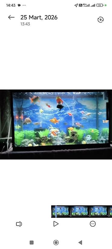 akvarium baliq adlari: Dördbucaq akvarium, Boş, 96 l, Ünvandan götürmə — 2