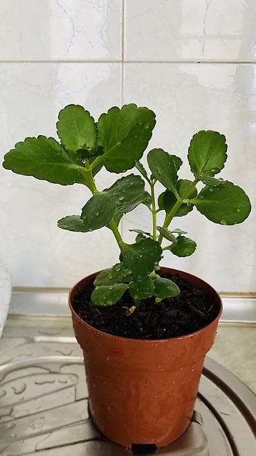 son zeng gulleri: Kalanxoe (Kalanchoe blossfeldiana) – saksı bitkisi - Rəngli, çoxlu — 6