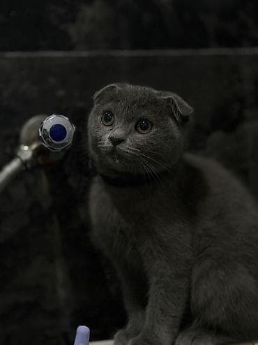 şotland pisik: Şotland — 1