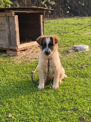 Alabay, 1 ay, Erkek, Cütləşmə üçün, Ünvandan götürmə