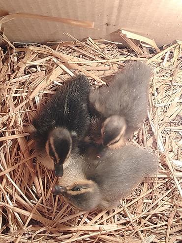 Rouen ordey balalari satilir, 1 heftelikdi. 1 balanin qiymeti 20 azn