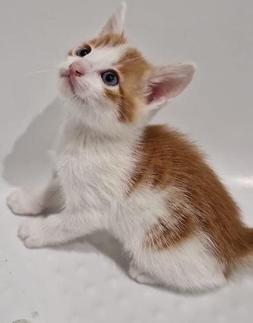 отдам котят в хорошие руки бесплатно: Самец — 1