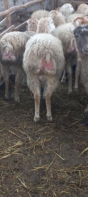 Птицы: Yelini yetiriy dişi toğlular 20 başdı 15-16-sı yelnin tərpədib hamısı — 3