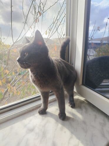 ingilis setter it cinsinin digər adı: Britan, Erkək, Yaxşı əllərə, Ünvandan götürmə — 4