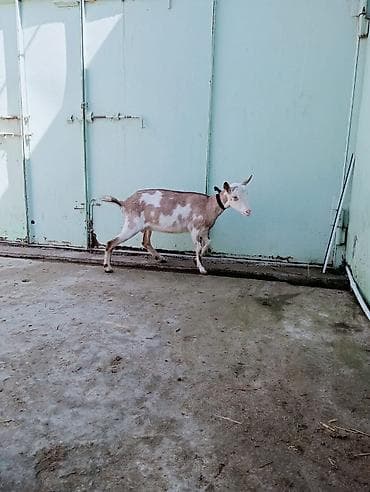 rus keçisi: Dişi, il: 1 — 3