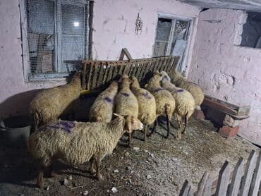 dana qiyməti xacmaz: 8 baş boğaz heyvan razılasma yoluile — 6