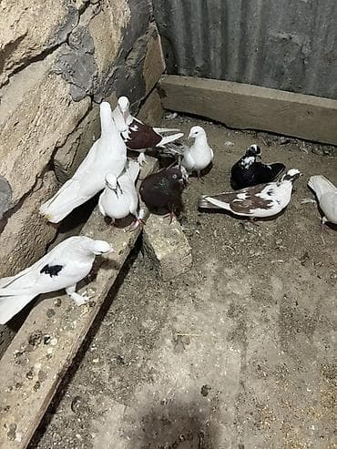 ev quslarinin satisi: 10 dene Heyvandı Kom130azn — 2