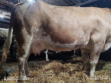 С/х животные и товары: Самка, лет: 4, 1200 кг, Для молока, Платная доставка — 4