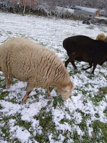 Индюшки: Самка, лет: 2, 80 кг, Для разведения — 8