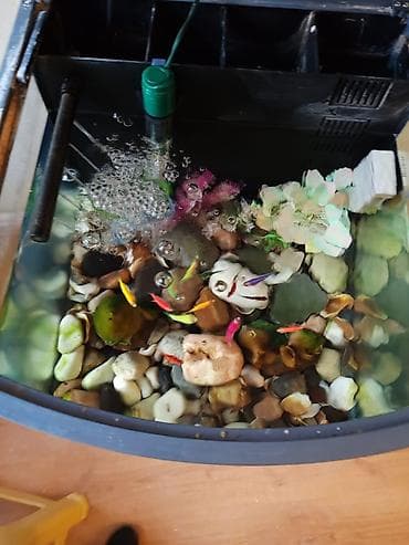 akvarium satilir: Akvaryum və tam avadanlıq dəsti - 60 litr - Ön tərəfi oval formalı — 2