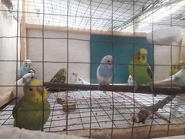 top az itler: Quşlar 10azn fikri ciddi olanlar əlaqə saxlasın — 6