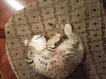 barter heyvanla: Tabbi — 2