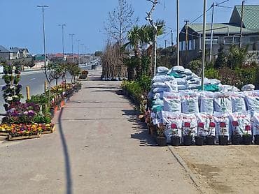 esger sekilleri: Rəngarəng bəzək gülləri və dekorativ bitkilər – saksıda - Çeşidlər — 7