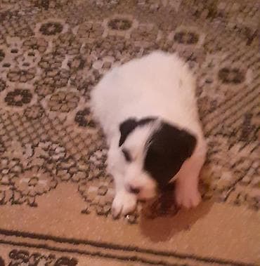 qafqaz coban iti satiram 2018: Qafqaz çoban iti, 1 ay, Dişi, Peyvəndli — 6