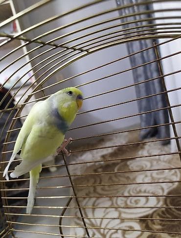 Balıqlar: Məhsul: Dalmaçyalı/xallı rəng keçidləri olan bücə/quşlar (muhabbet — 3