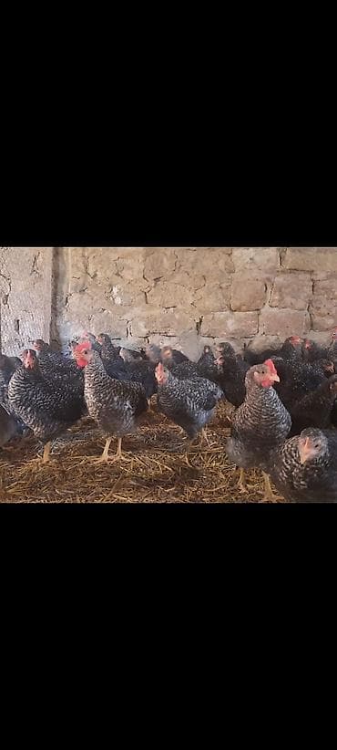 Toyuq cücələri, Damazlıq, Ünvandan götürmə lalafo.az -da Toyuq cücələri, Damazlıq, Ünvandan götürmə