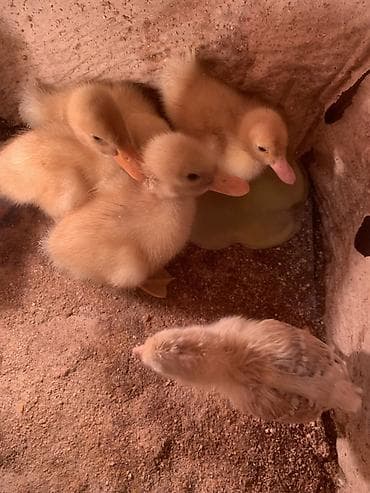 Pişiklər: Satılır: ördək balaları - Növ: sarı tüklü ördək balaları (dəqiq cins — 2