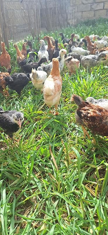 Toyuq cücələri, Damazlıq, Pulsuz çatdırılma