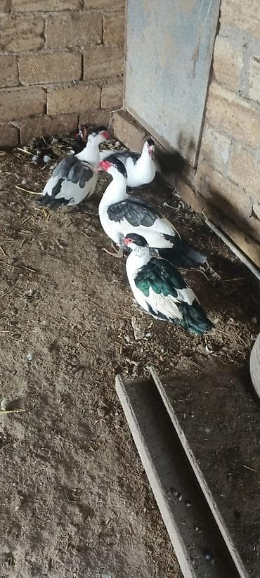 SATILIR QİYMƏT KOMA AYİDİR BLƏÇKHƏAT ÇATDIRILMADA VAR BAKI VƏ BƏZİ