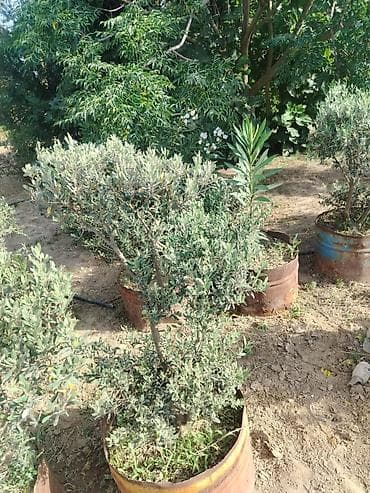 evkalipt ağacı: Zeytun ağacları – dekorativ formaya salınmış, konteynerdə — 2