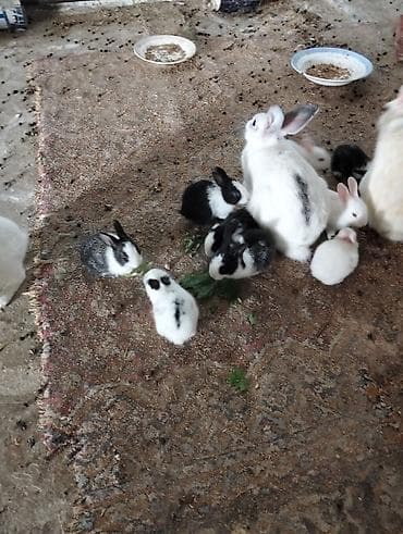 pomeranian spitz satilir: Şəkillərdə müxtəlif rəng və naxışlarda balaca dovşan balaları görünür — 6