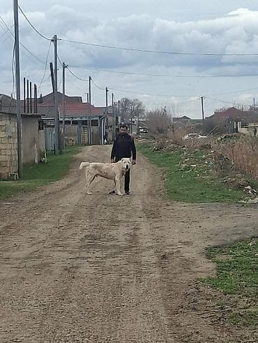 K/t heyvanları və malları: Alabay, Peyvəndli — 1