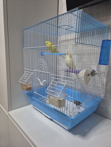 хары бюльбюль купить: Соловьи — 1