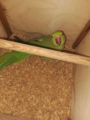 hazir belekler: Salam hazir cut ojirelivi mennen qabag 1defe 2bala verib saglam — 4