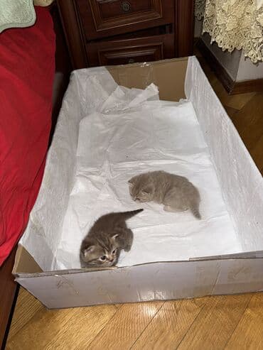 cütləşmə: Şinşilla, Dişi, Cütləşmə üçün — 9