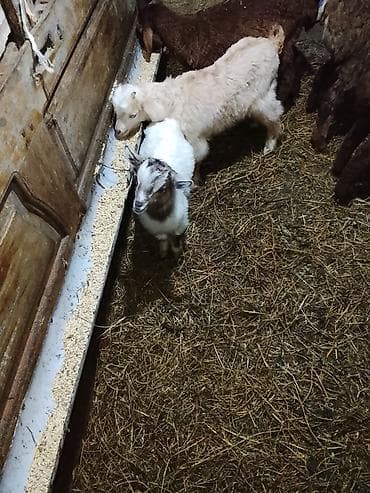 heleb keçi: Məhsul: Keçi sürüsü (ana keçilər və oğlaqlar) Təsvir: - Şəkillərdə — 2