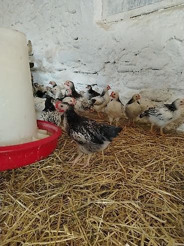 pers pisiyi satilir: Serebrist colpalar tam vaksin olunmuş 40 gunluk ünvan Siyəzən rayonu — 2