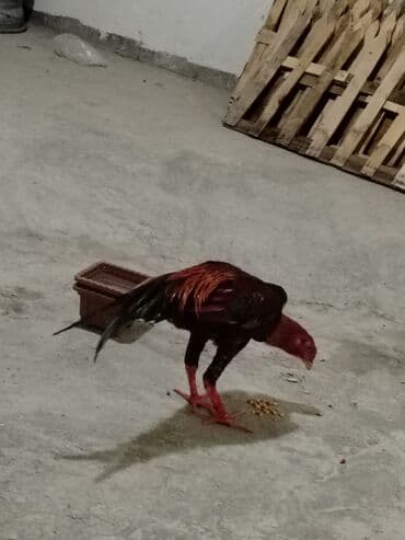 Tavalar: Heyrati beçe yaxşı heyvan isdiyen buyur sun Xüsusiyyətlər: - Rəng — 2