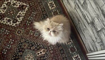 fars pişik: Fars — 3