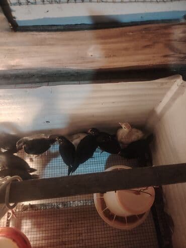 çüçələr: Qara Avstrolop cuceler satilir 4.50 azn 1 ay 15 günlükdür — 4