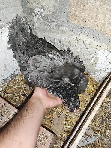 Toyuqlar: Toyuq, Yumurtalıq — 3
