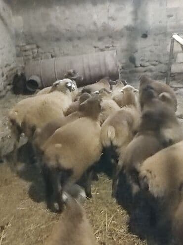 ağdam xoruzu gence: Salam Diri çəkisi 1o super quzlar əmlik arpa yonca baxilib — 1