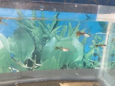 akva: Dördbucaq akvarium, Balıqlarla birlikdə, 6 l, Ünvandan götürmə — 7