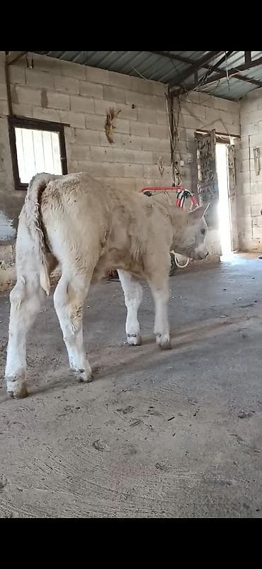 at satisi: Satılır: Açıq krem-ağ rəngli dana (erkək). Xüsusiyyətlər: - Güclü — 7