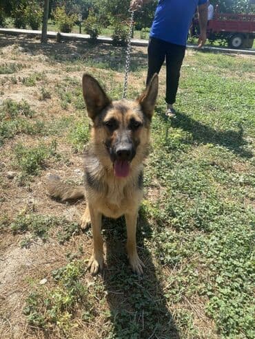 alman çoban köpeği: Alman çoban iti, 1 il, Dişi — 2