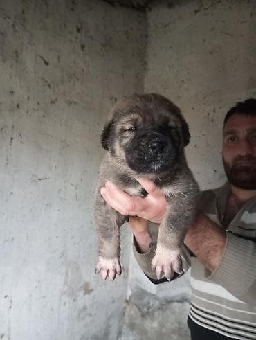 ev itlərinin satışı: Salam tecli satllır dagsdan sortudu 1aylxdır isdeyen zeng vura biler — 2