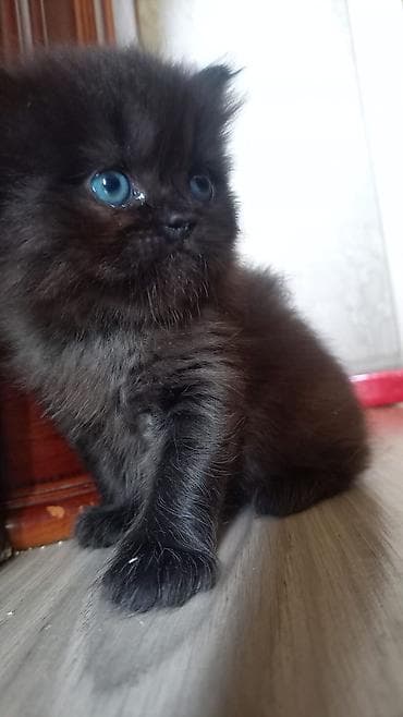 cins pişikler: Məhsul: Boz uclu, mavi gözlü pişik balası Təsvir: - Rəng: Açıq — 6