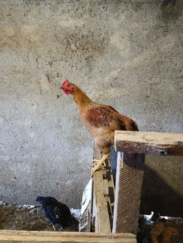 kent cüceleri: Toyuq cücələri, Damazlıq, Ödənişli çatdırılma — 9