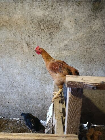 Toyuq cücələri, Ətlik lalafo.az -da Toyuq cücələri, Ətlik