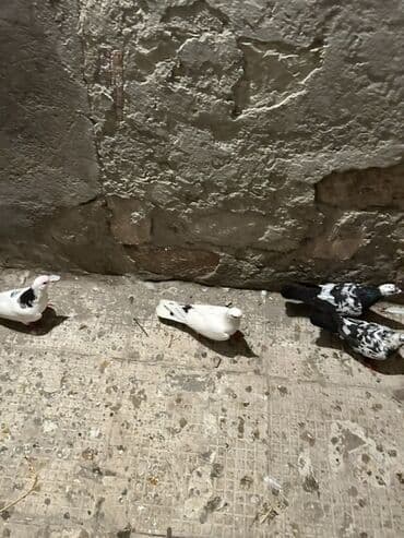 cau cau qiymeti: Kom 10
Manatdan tek tek ayri qiymetdi — 3