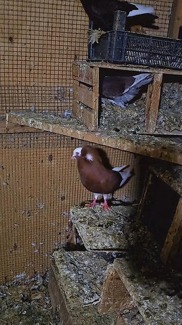 lal ordək yumurta: Qırmızı-ağ rəngli dekorativ göyərçin - Növ: dekorativ/şou tipli — 1